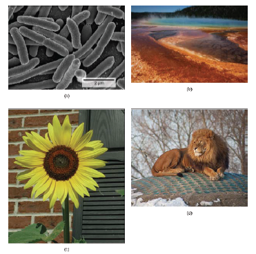 Biology Chapter 1 - The Study of Life