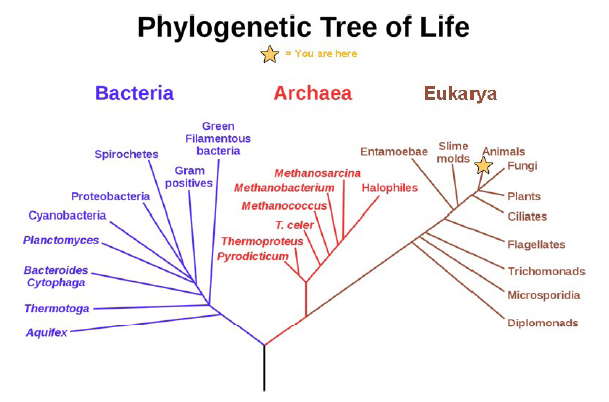 Biology Chapter 1 - The Study of Life